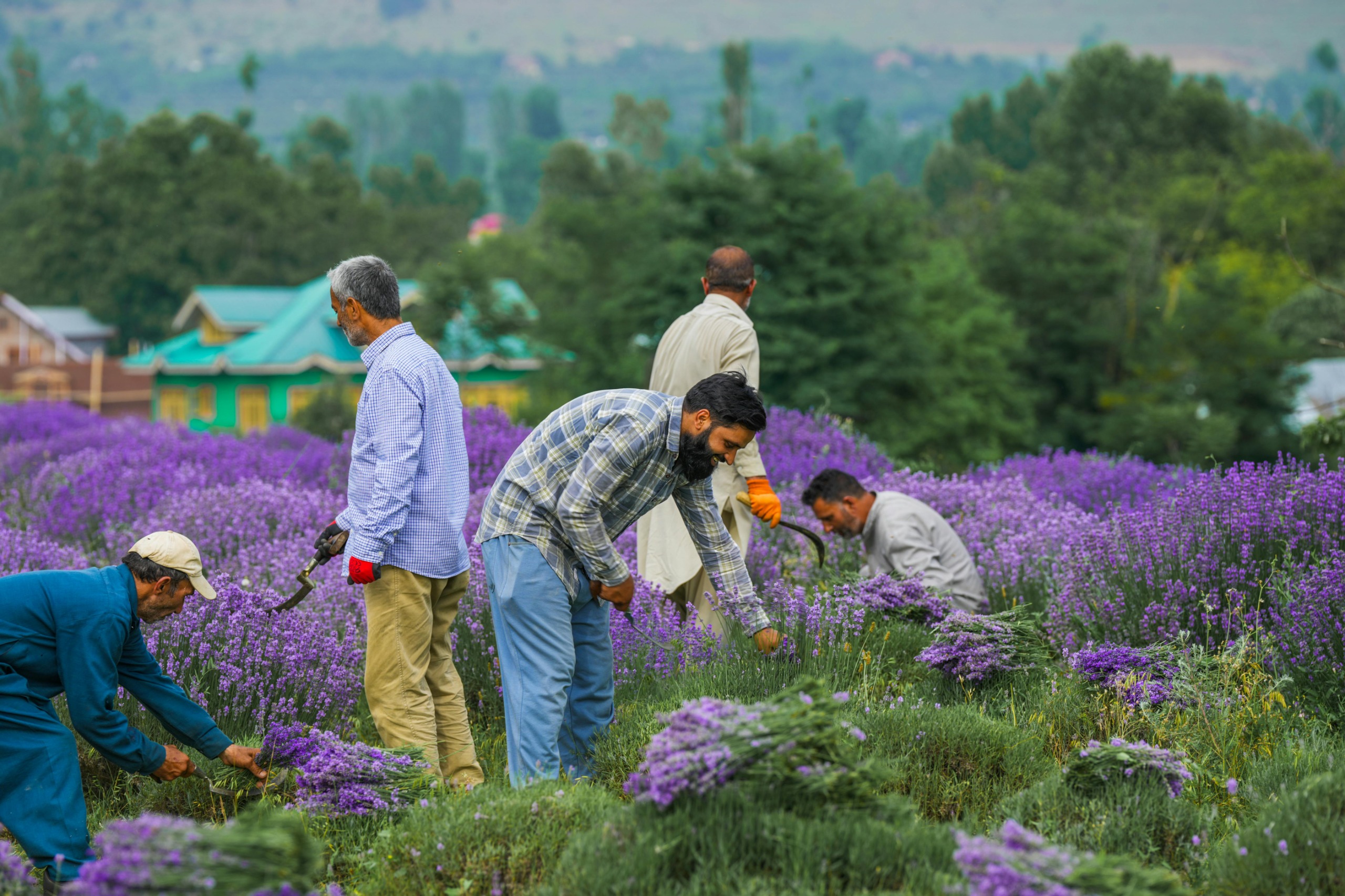Organic farming in the fields