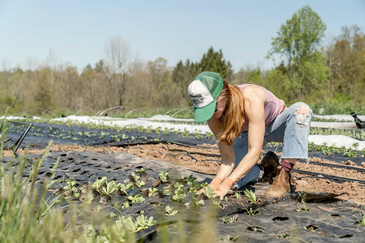 Organic harvest at farmers market